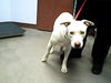 adoptable Dog in , AZ named BASIL