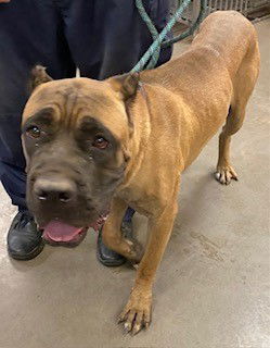 adoptable Dog in Phoenix, AZ named MARMADUKE