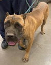 adoptable Dog in , AZ named MARMADUKE