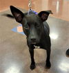 adoptable Dog in Phoenix, AZ named SOFIE