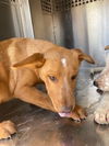 adoptable Dog in , AZ named WOODY