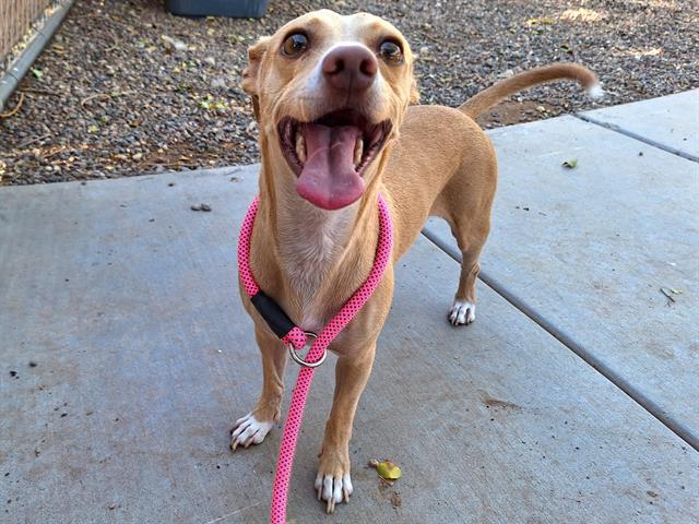 adoptable Dog in Phoenix, AZ named JAR JAR BINKS