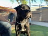 adoptable Dog in Phoenix, AZ named DIESEL