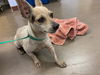 adoptable Dog in , AZ named CHERRY