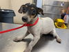 adoptable Dog in , AZ named DUMPLING