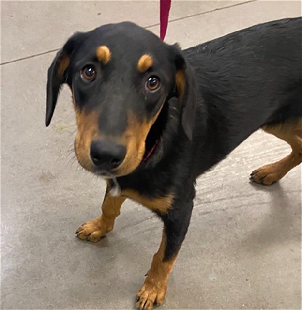 adoptable Dog in Phoenix, AZ named CHELSIE