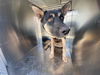 adoptable Dog in , AZ named RUPERT