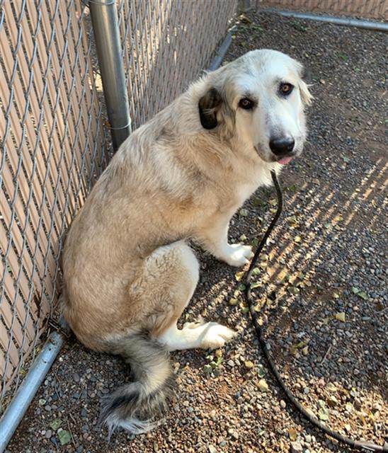 adoptable Dog in Phoenix, AZ named GORDA