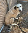 adoptable Dog in , AZ named GORDA