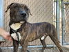 adoptable Dog in Phoenix, AZ named VENETIAN