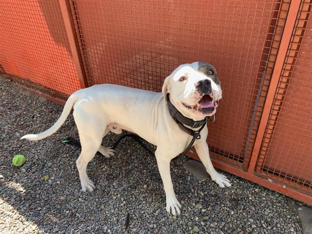 adoptable Dog in Phoenix, AZ named COURAGE