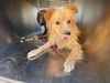 adoptable Dog in , AZ named FREDDIE