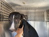 adoptable Dog in , AZ named ACE