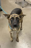 adoptable Dog in , AZ named MINDY