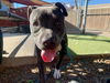 adoptable Dog in , AZ named DELORES