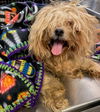 adoptable Dog in Phoenix, AZ named REGINALD KRABS