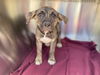 adoptable Dog in Phoenix, AZ named A5077668