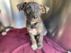 adoptable Dog in , AZ named A5077669