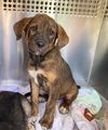 adoptable Dog in , AZ named A5077672