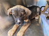 adoptable Dog in Phoenix, AZ named A5077675