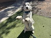 adoptable Dog in Phoenix, AZ named ROCKY