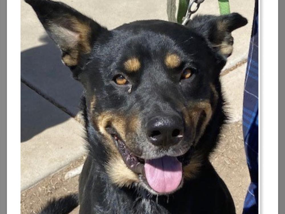 adoptable Dog in Phoenix, AZ named LUIGI