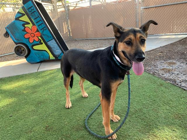 adoptable Dog in Phoenix, AZ named ELYSIA