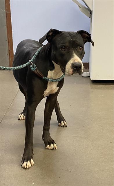 adoptable Dog in Phoenix, AZ named HARLEY