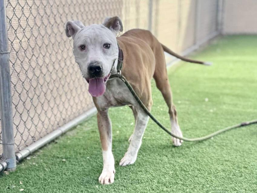 adoptable Dog in Phoenix, AZ named MARGE