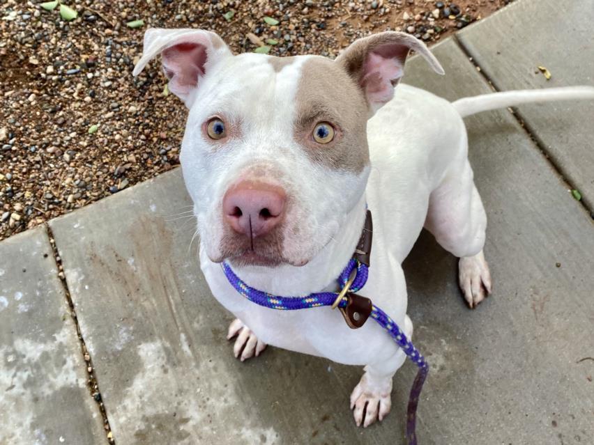 adoptable Dog in Phoenix, AZ named MAVIS