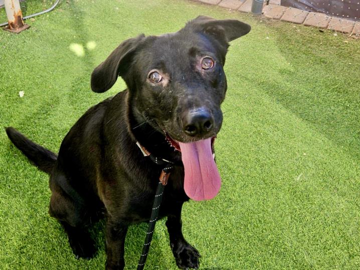 adoptable Dog in Phoenix, AZ named MOMO