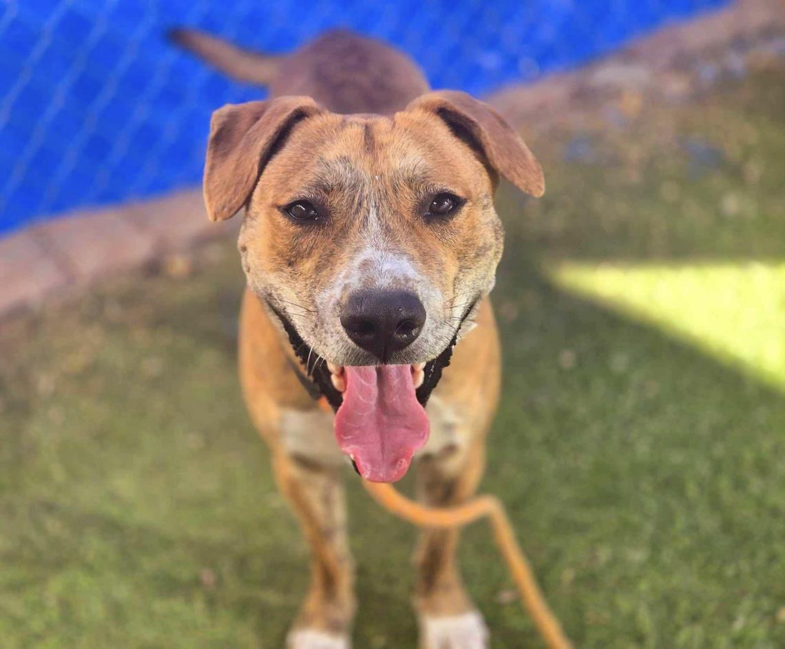 adoptable Dog in Phoenix, AZ named PERRY