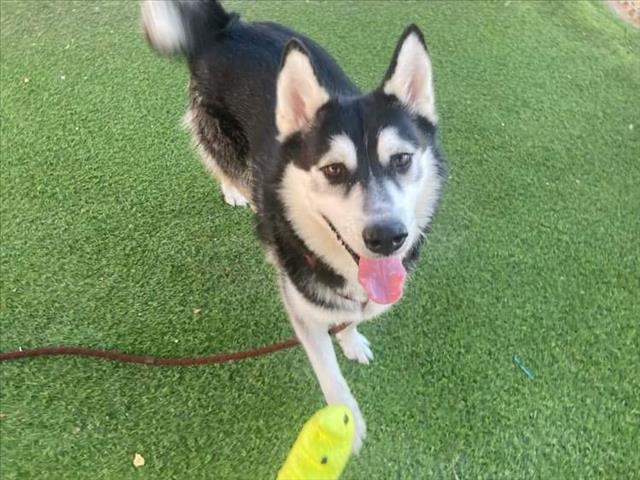 adoptable Dog in Phoenix, AZ named OREO