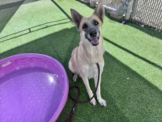 adoptable Dog in Phoenix, AZ named HOPE