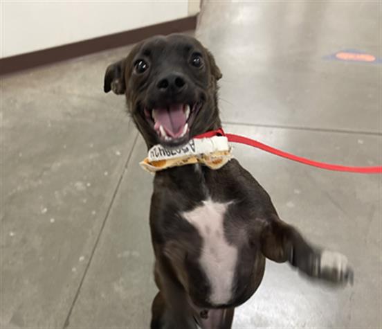 adoptable Dog in Phoenix, AZ named JIMMIE