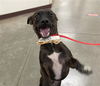 adoptable Dog in , AZ named JIMMIE