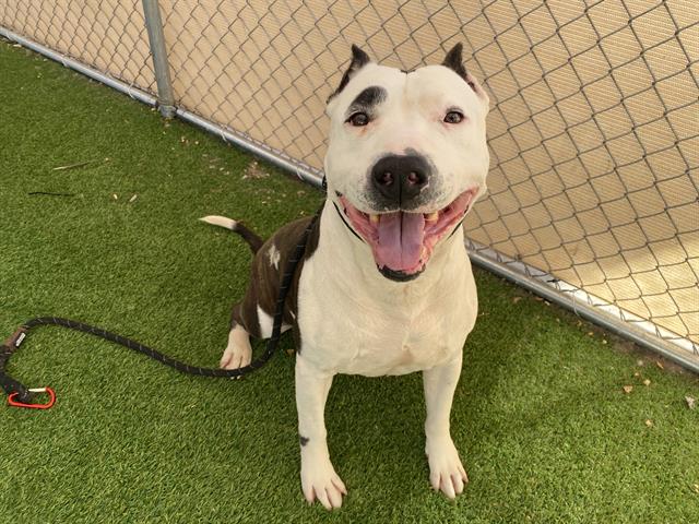 adoptable Dog in Phoenix, AZ named JEREMY