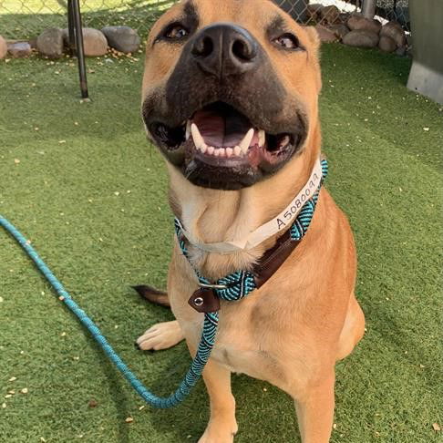 adoptable Dog in Phoenix, AZ named CHIP