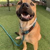 adoptable Dog in phoenix, AZ named CHIP