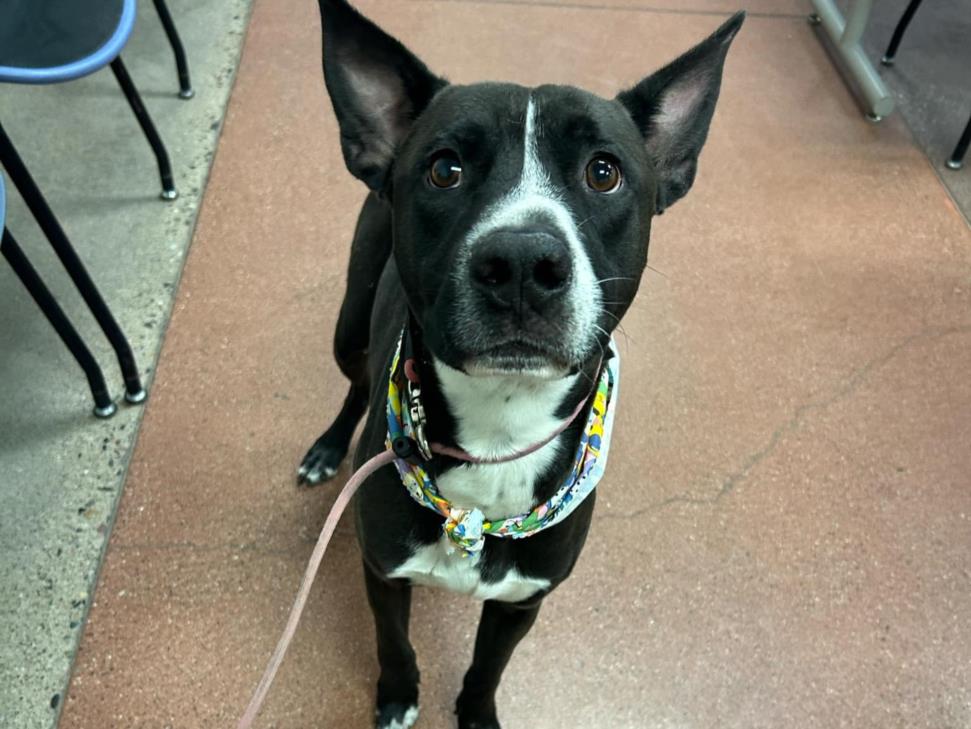 adoptable Dog in Phoenix, AZ named MONTEY