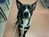 adoptable Dog in phoenix, AZ named MONTEY