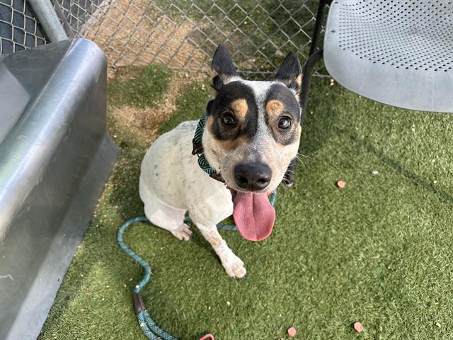 adoptable Dog in Phoenix, AZ named INDIE