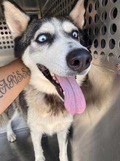 adoptable Dog in Phoenix, AZ named JENNIFER