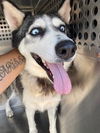 adoptable Dog in , AZ named JENNIFER