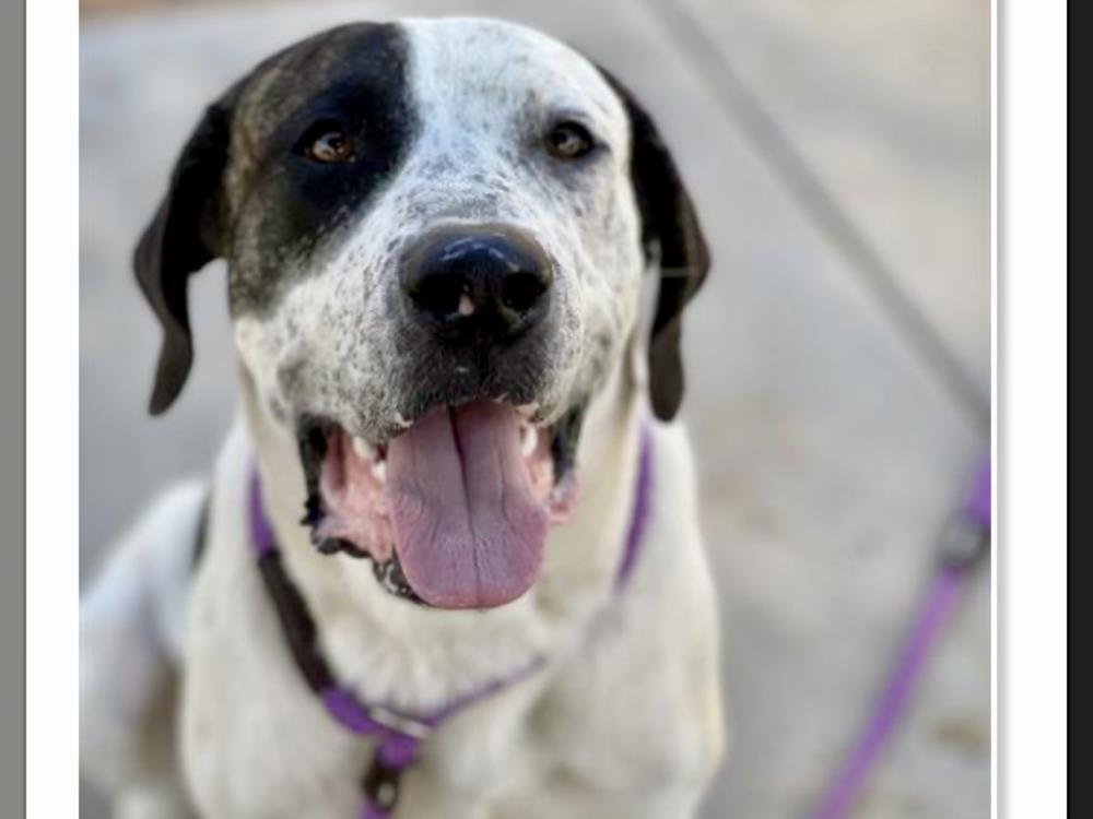 adoptable Dog in Phoenix, AZ named EVERETT