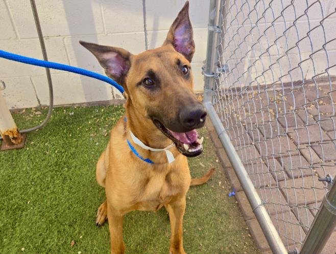 adoptable Dog in Phoenix, AZ named DONNIE