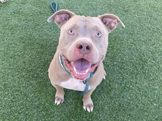 adoptable Dog in Phoenix, AZ named KILO