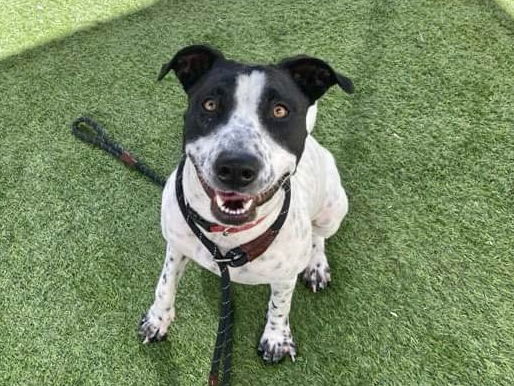 adoptable Dog in Phoenix, AZ named DIAMOND