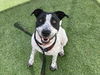 adoptable Dog in phoenix, AZ named DIAMOND