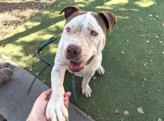 adoptable Dog in Phoenix, AZ named JEREMIAH